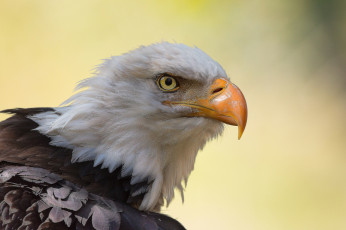 Картинка животные птицы+-+хищники птичка