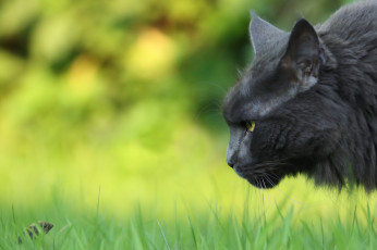 Картинка животные разные+вместе природа кошка мышка