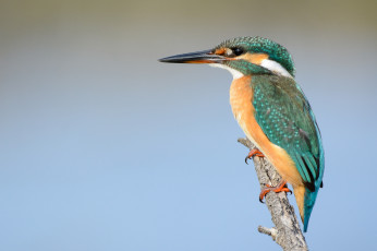 Картинка животные зимородки птичка