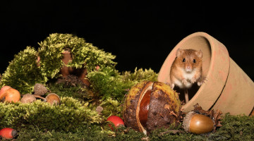 Картинка животные крысы +мыши каштан горшок мышка