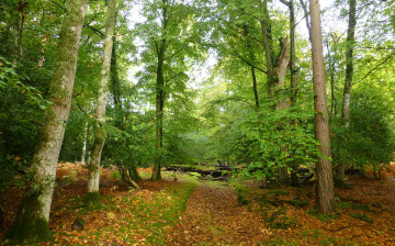 Картинка природа лес простор