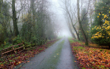 Картинка природа дороги деревья дорога лес осень