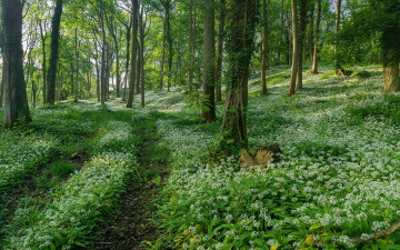 Картинка природа дороги тропинка деревья лес