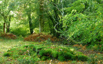 Картинка природа лес простор