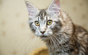 Картинка животные коты морда взгляд