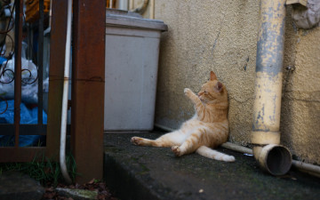 Картинка животные коты рыжий цвет