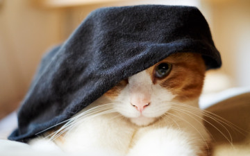 Картинка животные коты взгляд