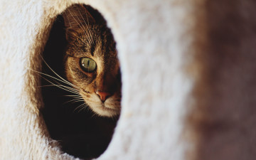 Картинка животные коты взгляд