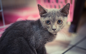 Картинка животные коты взгляд