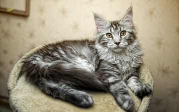 Картинка животные коты взгляд