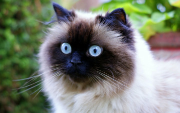 Картинка животные коты взгляд морда