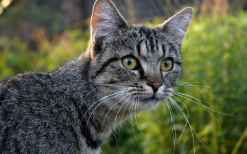 Картинка животные коты взгляд морда