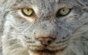 Картинка животные рыси морда взгляд