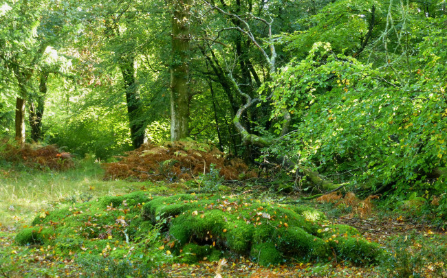 Обои картинки фото природа, лес, простор