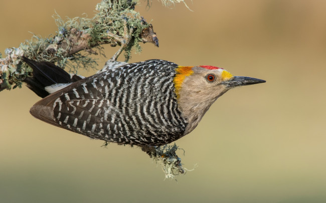 Обои картинки фото животные, дятлы, птичка