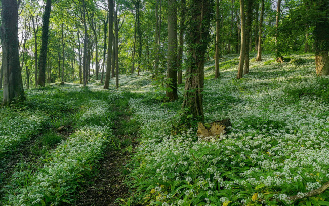 Обои картинки фото природа, дороги, тропинка, деревья, лес