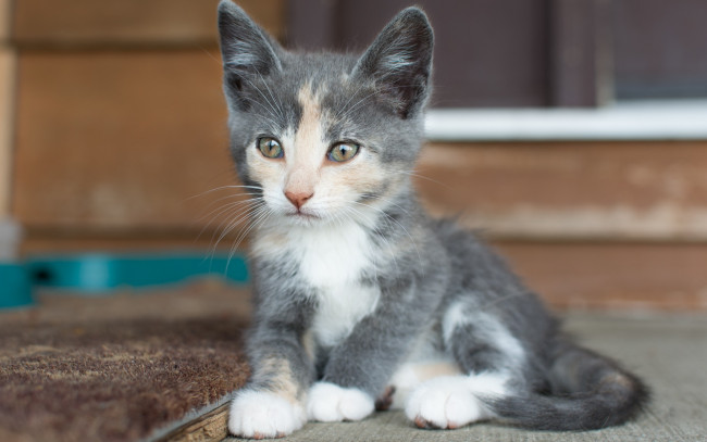 Обои картинки фото животные, коты, котенок