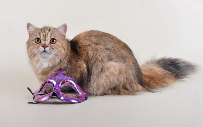 Обои картинки фото животные, коты, взгляд