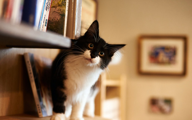 Обои картинки фото животные, коты, взгляд