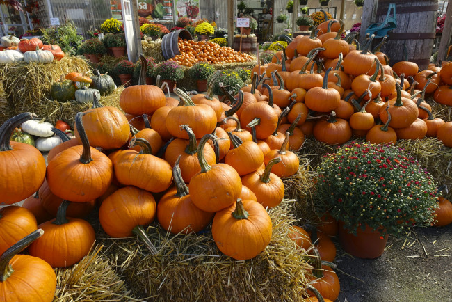 Обои картинки фото еда, тыква, снедь