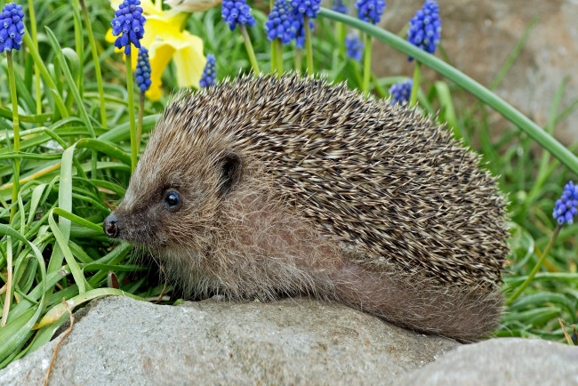 Обои картинки фото животные, ежи, ежик