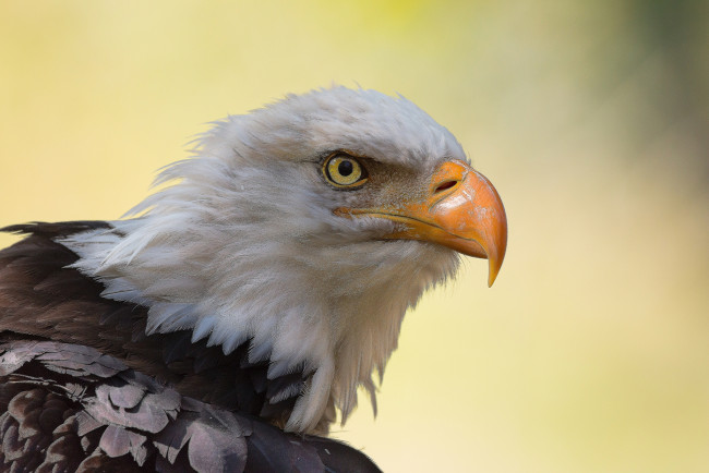 Обои картинки фото животные, птицы - хищники, птичка