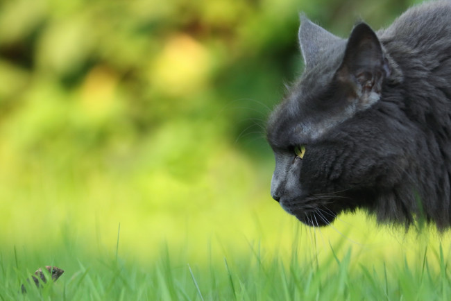 Обои картинки фото животные, разные вместе, природа, кошка, мышка