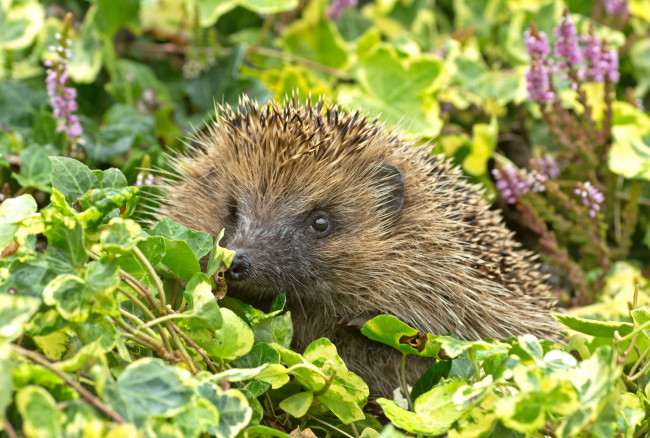 Обои картинки фото животные, ежи, ежик
