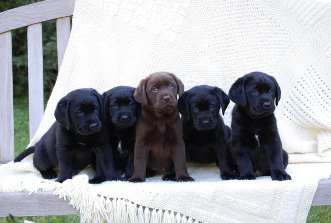 Обои картинки фото животные, собаки, черные, лабрадор, щенки, шоколадный