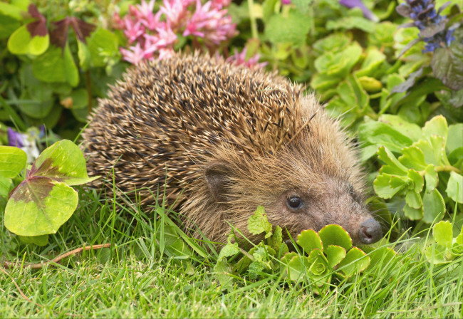 Обои картинки фото животные, ежи, ежик