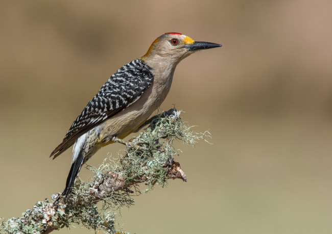 Обои картинки фото животные, дятлы, птичка