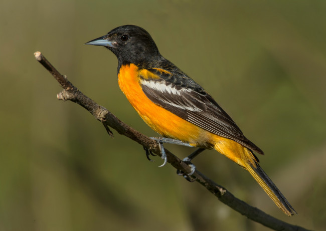 Обои картинки фото животные, птицы, птичка