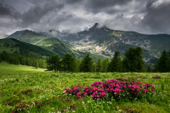 Картинка природа луга простор