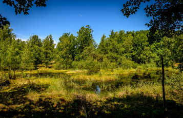 Картинка природа лес простор