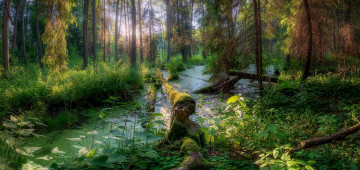 Картинка природа лес простор