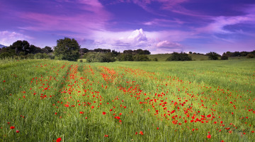 Картинка природа поля простор