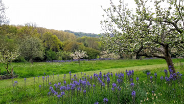 Картинка природа луга простор