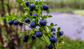 Картинка природа плоды простор