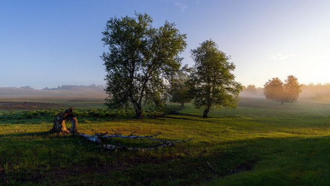 Обои картинки фото природа, деревья, простор