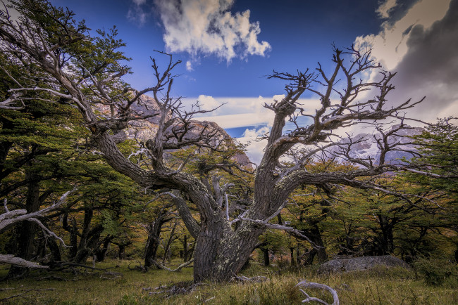 Обои картинки фото природа, деревья, простор