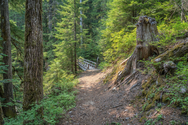 Обои картинки фото природа, лес, простор