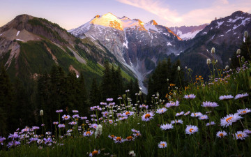 Картинка природа луга луг