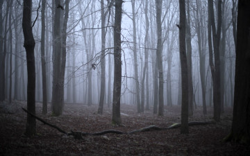 Картинка природа лес туман осень