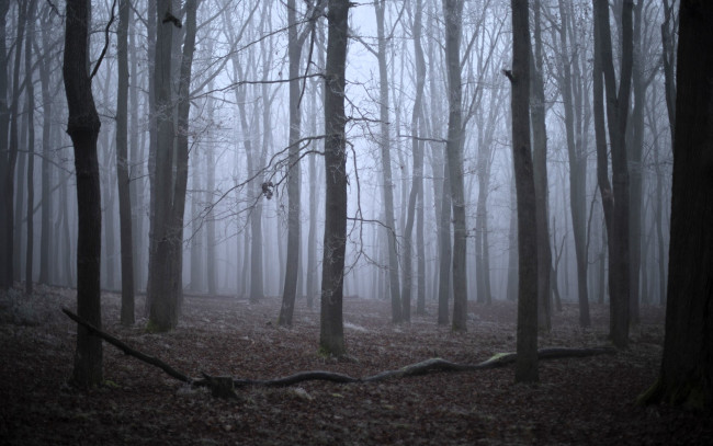 Обои картинки фото природа, лес, туман, осень