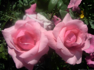 Картинка цветы розы