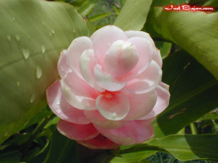 Картинка цветы