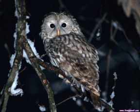 Картинка животные совы