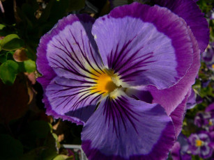 Картинка цветы анютины глазки садовые фиалки