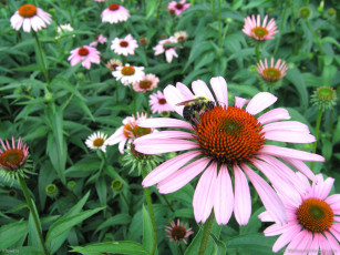 Картинка цветы эхинацея