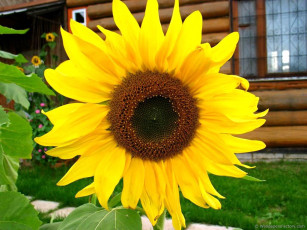 Картинка цветы подсолнухи